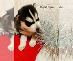 Small Photo #14 Siberian Husky Puppy For Sale in WASHBURN, WI, USA