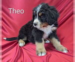 Puppy Theo Bernese Mountain Dog