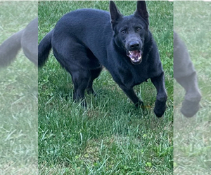Father of the German Shepherd Dog puppies born on 06/02/2025