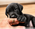 Small #1 Labrador Retriever Mix