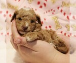 Small #1 Poodle (Toy)