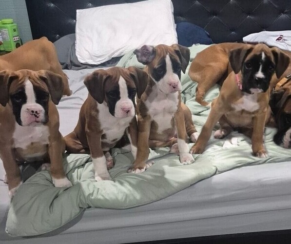 Medium Photo #1 Boxer Puppy For Sale in GALLOWAY, NJ, USA