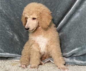 Poodle (Standard) Puppy for Sale in CHETEK, Wisconsin USA