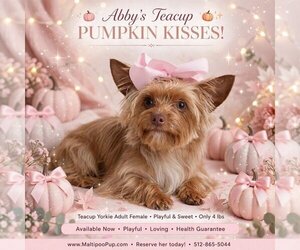 Yorkshire Terrier Puppy for sale in TAYLOR, TX, USA