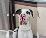 Small Photo #9 Great Dane Puppy For Sale in Brooklyn, NY, USA