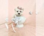 Small #23 Maltese