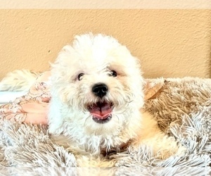 Maltipoo Puppy for sale in JURUPA VALLEY, CA, USA