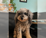 Small #4 Poodle (Toy)