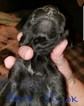 Small Photo #5 German Shorthaired Pointer-Golden Labrador Mix Puppy For Sale in AMES, IA, USA