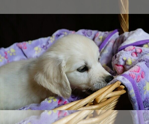 Medium Photo #2 English Cream Golden Retriever Puppy For Sale in LANCASTER, WI, USA