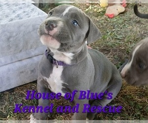 American Pit Bull Terrier Puppy for sale in DELAWARE, OH, USA