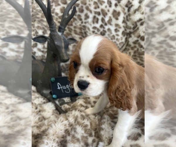 Medium Photo #10 Cavalier King Charles Spaniel Puppy For Sale in ABILENE, TX, USA