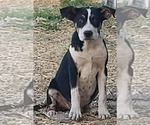 Small #3 Mutt