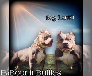 Mother of the American Bully puppies born on 06/05/2023