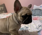 Small Photo #14 French Bulldog Puppy For Sale in EMORY, TX, USA