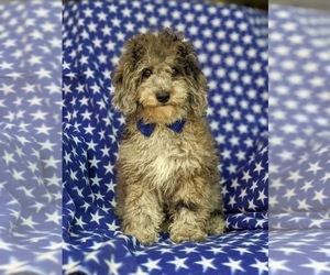 Poodle (Miniature) Puppy for sale in RISING SUN, MD, USA