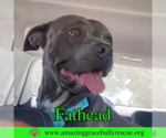 Small #5 American Pit Bull Terrier Mix