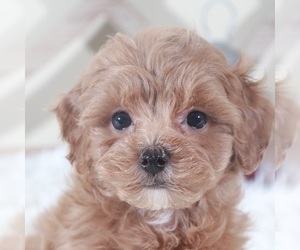 ShihPoo Puppy for sale in MOUNT VERNON, OH, USA