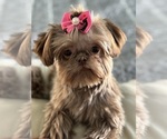 Small Shih Tzu