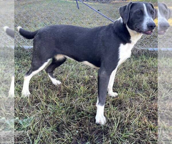 Medium Photo #4 Labrador Retriever-Unknown Mix Puppy For Sale in Rockaway, NJ, USA