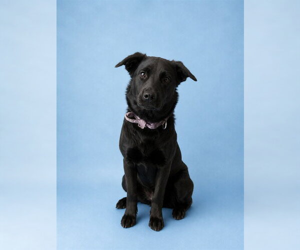 Medium Photo #1 Labrador Retriever Puppy For Sale in Westminster, MD, USA
