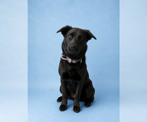 Labrador Retriever Dogs for adoption in Westminster, MD, USA