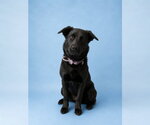 Small Labrador Retriever