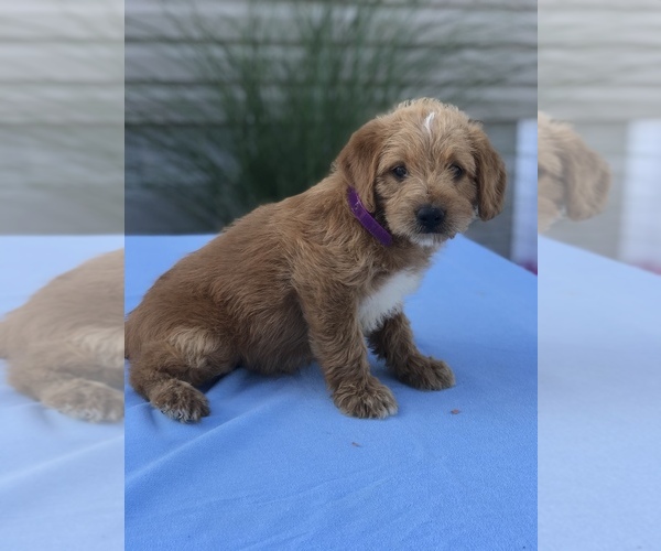 Medium Photo #6 Miniature Labradoodle Puppy For Sale in BOWLING GREEN, KY, USA