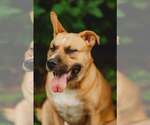 Small #7 Australian Shepherd Mix