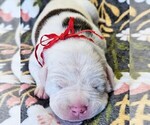 Puppy Red Collar Alapaha Blue Blood Bulldog