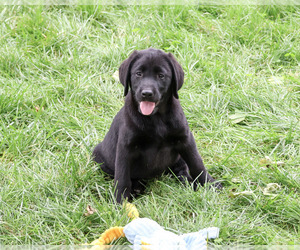 Labrador Retriever Puppy for sale in SYRACUSE, IN, USA