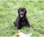 Small Photo #1 Labrador Retriever Puppy For Sale in SYRACUSE, IN, USA