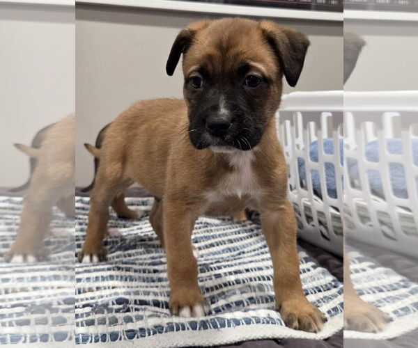 Medium Photo #1 Mastiff-Unknown Mix Puppy For Sale in Clarkston, MI, USA