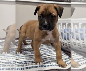 Mastiff-Unknown Mix Dogs for adoption in Clarkston, MI, USA