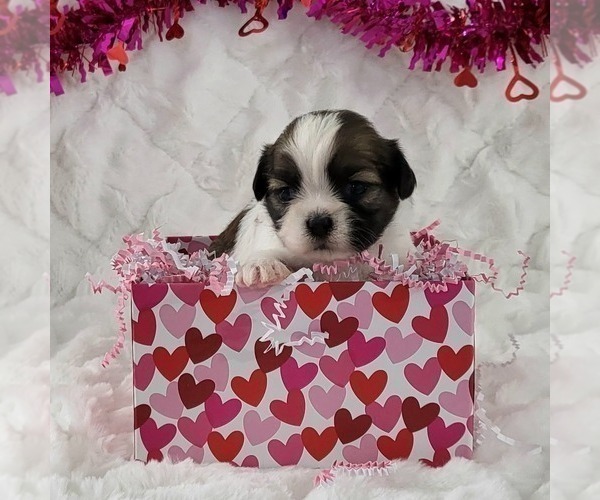 Medium Photo #2 Zuchon Puppy For Sale in ARTHUR, IL, USA