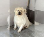 Small #2 Maltese Mix