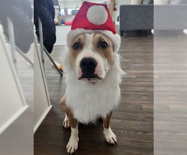 Medium Photo #5 Mutt Puppy For Sale in GILBERTS, IL, USA