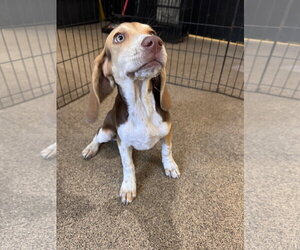 Beagle Dogs for adoption in Sanford, FL, USA