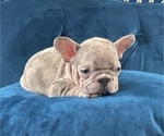 Small Photo #26 French Bulldog Puppy For Sale in DETROIT, MI, USA
