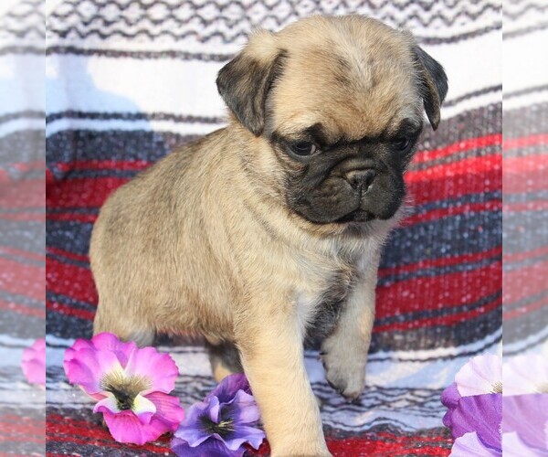 Medium Photo #5 Pug Puppy For Sale in CHARLOTTE HALL, MD, USA