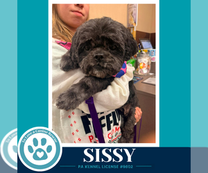 Shih Tzu-Unknown Mix Dogs for adoption in Kimberton, PA, USA