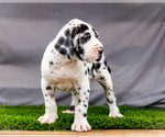 Small #2 Great Dane