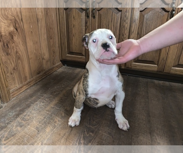 Medium Photo #1 American Bulldog Puppy For Sale in NEW BRIT, CT, USA