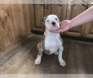 American Bulldog Puppy for sale in NEW BRIT, CT, USA