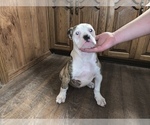Small Photo #1 American Bulldog Puppy For Sale in NEW BRIT, CT, USA