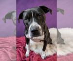 Small #4 American Pit Bull Terrier-Labrador Retriever Mix