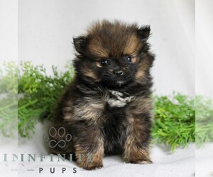 Pomeranian Puppy for sale in MANHEIM, PA, USA