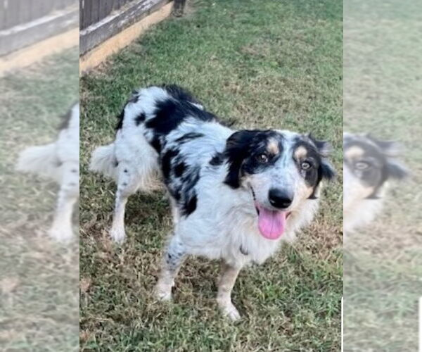 Medium Photo #1 Australian Shepherd-Unknown Mix Puppy For Sale in Winter Park, CO, USA