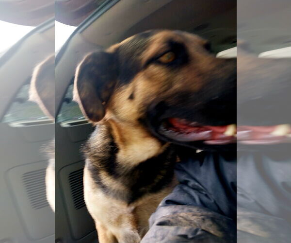 Medium Photo #4 Shepradors Puppy For Sale in Albany, OR, USA