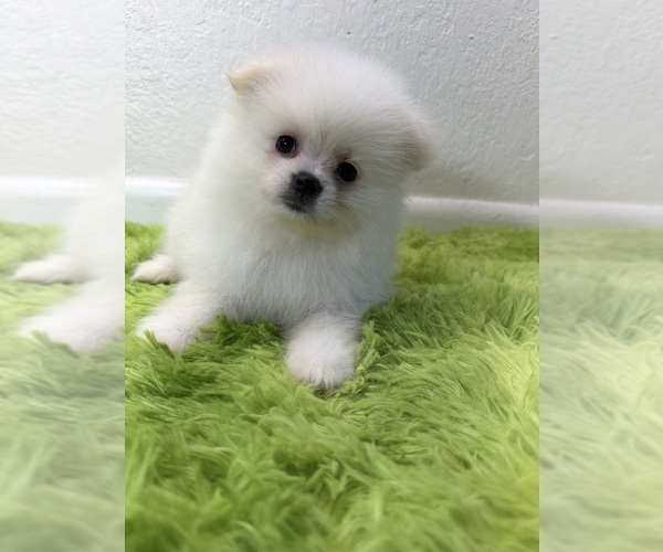 Medium Photo #1 Pomeranian Puppy For Sale in SANTA CLARITA, CA, USA